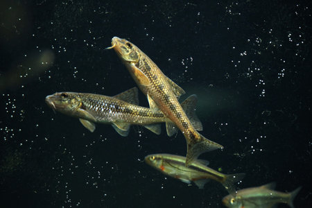 Gudgeon (Gobio gobio) and spirlin (Alburnoides bipunctatus). Wildlife animal.