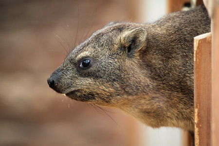 Rock hyrax (Procavia capensis), also known as the Cape hyrax. Wild life animal.の写真素材