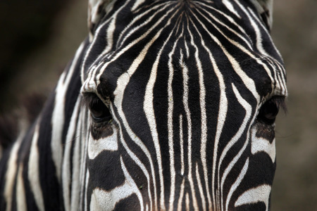 Maneless zebra (Equus quagga borensis) skin texture. Wildlife animal.の写真素材