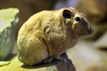Common gundi (Ctenodactylus gundi). Wild life animal.の写真素材
