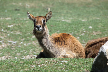 Nile lechwe (Kobus megaceros), also known as the waterbuck or wasserbock. Wild life animal.の写真素材