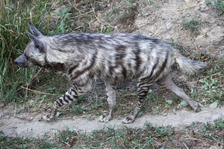Striped hyena (Hyaena hyaena). Wild life animal.の写真素材
