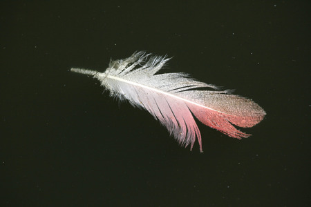 Greater flamingo (Phoenicopterus roseus) feather. Wild life animal.の写真素材