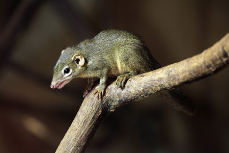Northern treeshrew (Tupaia belangeri). Wild life animal.の写真素材
