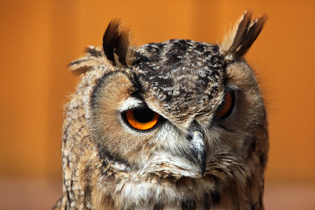 Indian eagle-owl (Bubo bengalensis), also known as the Bengal eagle-owl. Wild life animal.の写真素材