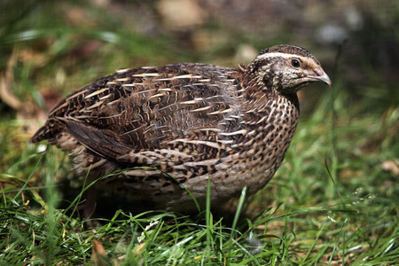Japanese quail (Coturnix japonica). Wild life animal.の写真素材