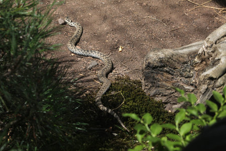 European viper (Vipera berus), also known as the European adder. Wild life animal.