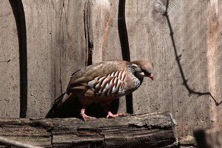 Red-legged partridge (Alectoris rufa). Wild life animal.の写真素材