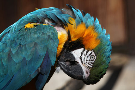Blue-and-yellow macaw (Ara ararauna), also known as the blue-and-gold macaw. Wild life animal.