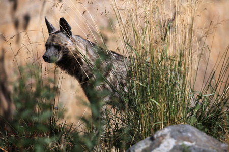 Striped hyena (Hyaena hyaena). Wild life animal.の写真素材