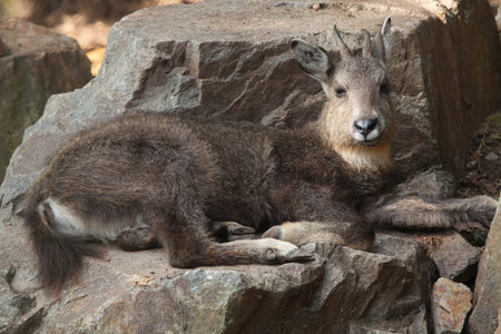 Central Chinese goral (Nemorhaedus caudatus arnouxianus). Wild life animal.の写真素材