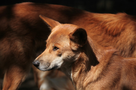 Dingo (Canis lupus dingo). Wild life animal.の写真素材