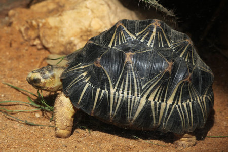 Radiated tortoise (Astrochelys radiata). Wild life animal.の写真素材