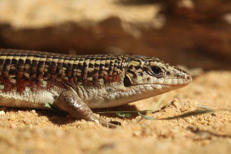 Karsten zonosaur (Zonosaurus karsteni), also known as the Karsten girdled lizard. Wild life animal.