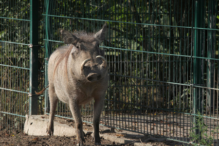 Common warthog (Phacochoerus africanus). Wild life animal.の写真素材