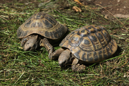 Eastern Hermann tortoise (Testudo hermanni boettgeri). Wild life animal.の写真素材