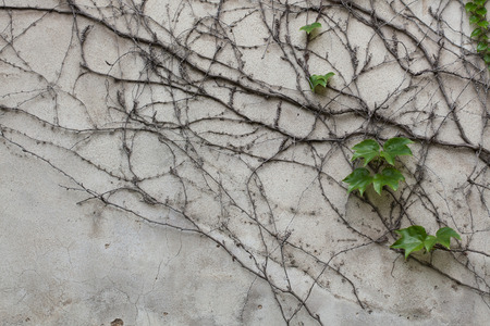 Old grey stucco wall covered with dry and green ivy. Background texture.の写真素材