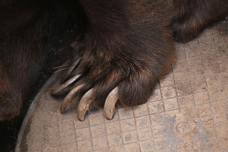 Brown bear (Ursus arctos) claw. Wild life animal.の写真素材