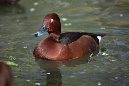 Eurasian wigeon (Anas penelope).  Wild life animal.の写真素材
