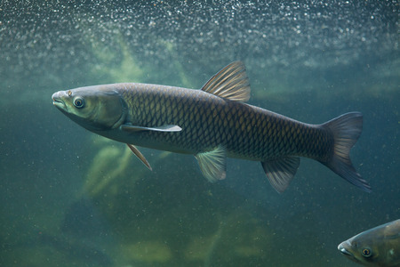 Grass carp (Ctenopharyngodon idella). Wild life animal.の写真素材