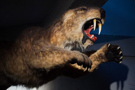 Saber-toothed tiger (Smilodon populator) displayed as a life size model. Prehistoric animal.の写真素材