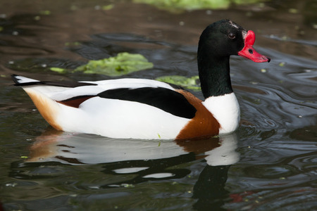 Common shelduck (Tadorna tadorna). Wild life animal.の写真素材