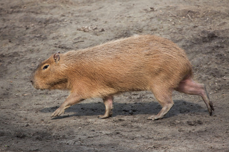 Capybara (Hydrochoerus hydrochaeris). Wild life animal.の写真素材