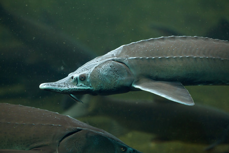 Siberian sturgeon (Acipenser baerii). Wild life animal.の写真素材