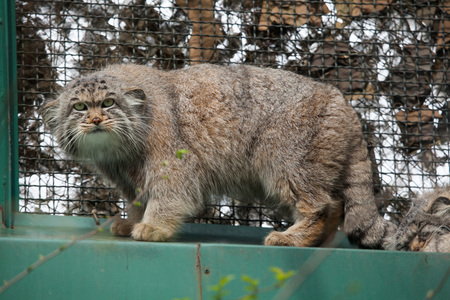 Pallas cat (Otocolobus manul), also known as the manul. Wild life animal.の写真素材