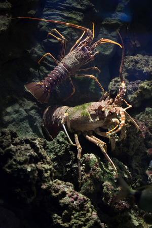 Common spiny lobster (Palinurus elephas), also known as the Mediterranean lobster. Wild life animal.の写真素材