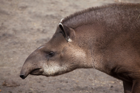 South American tapir (Tapirus terrestris), also known as the Brazilian tapir. Wild life animal.の写真素材