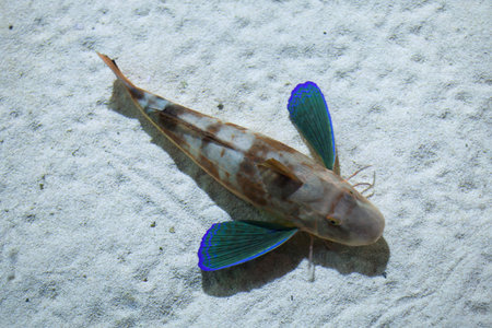 Tub gurnard (Chelidonichthys lucerna), also known as the sea robin. Wild life animal.
