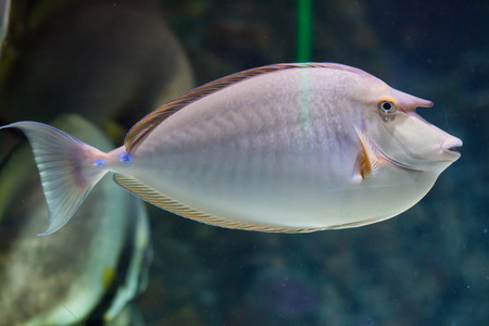 Bluespine unicornfish (Naso unicornis), also known as the short-nose unicornfish. Wild life animal.の写真素材