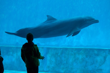 GENOA, ITALY - MARCH 22, 2016: Young visitor observes as the common bottlenose dolphin (Tursiops truncatus) swims in the Genoa Aquarium in Genoa, Liguria, Italy.のeditorial素材