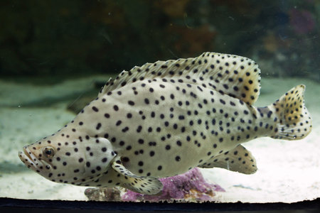 Humpback grouper (Cromileptes altivelis), also known as the panther grouper. Wild life animal.