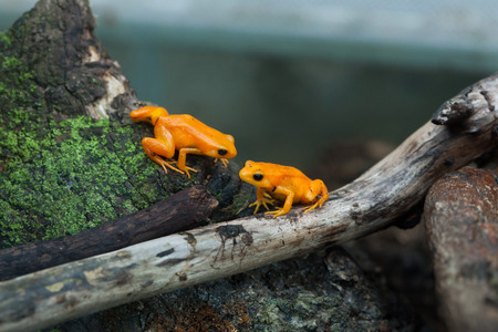 Golden mantella (Mantella aurantiaca). Wild life animal.の写真素材