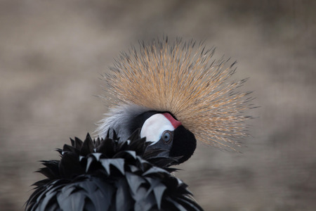 Grey crowned crane (Balearica regulorum). Wild life animal.の写真素材