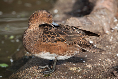 Eurasian wigeon (Anas penelope).  Wild life animal.の写真素材