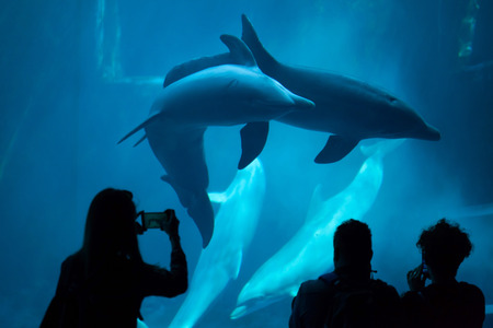 GENOA, ITALY - MARCH 22, 2016: Visitors observe as common bottlenose dolphins (Tursiops truncatus) swim in the Genoa Aquarium in Genoa, Liguria, Italy.のeditorial素材