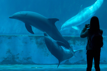 GENOA, ITALY - MARCH 22, 2016: Visitor takes photos as common bottlenose dolphins (Tursiops truncatus) swim in the Genoa Aquarium in Genoa, Liguria, Italy.のeditorial素材