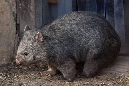 Common wombat (Vombatus ursinus). Wild life animal.