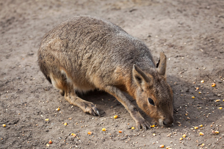 Patagonian mara (Dolichotis patagonum), also known as the Patagonian cavy. Wild life animal.の写真素材
