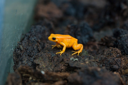 Golden mantella (Mantella aurantiaca). Wild life animal.の写真素材
