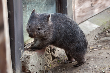 Common wombat (Vombatus ursinus). Wild life animal.の写真素材