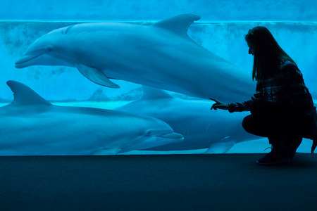 GENOA, ITALY - MARCH 22, 2016: Visitor observes as common bottlenose dolphins (Tursiops truncatus) swim in the Genoa Aquarium in Genoa, Liguria, Italy.のeditorial素材