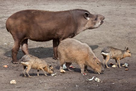 South American tapir (Tapirus terrestris), also known as the Brazilian tapir, with Capybara (Hydrochoerus hydrochaeris) and Patagonian mara (Dolichotis patagonum). Wild life animal.の写真素材