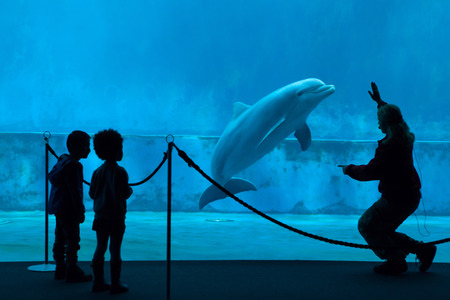 GENOA, ITALY - MARCH 22, 2016: Children watch as an animal trainer performs with a common bottlenose dolphins (Tursiops truncatus) in the Genoa Aquarium in Genoa, Liguria, Italy.のeditorial素材