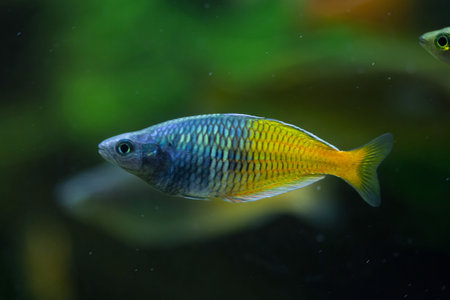 Boesemani rainbowfish (Melanotaenia boesemani). Wild life animal.の写真素材