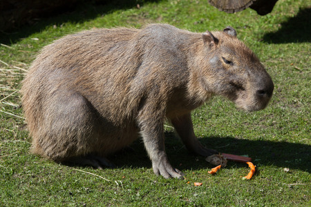 Capybara (Hydrochoerus hydrochaeris). Wild life animal.の写真素材