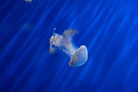 White-spotted jellyfish (Phyllorhiza punctata), also known as the Australian spotted jellyfish. Wild life animal.の写真素材